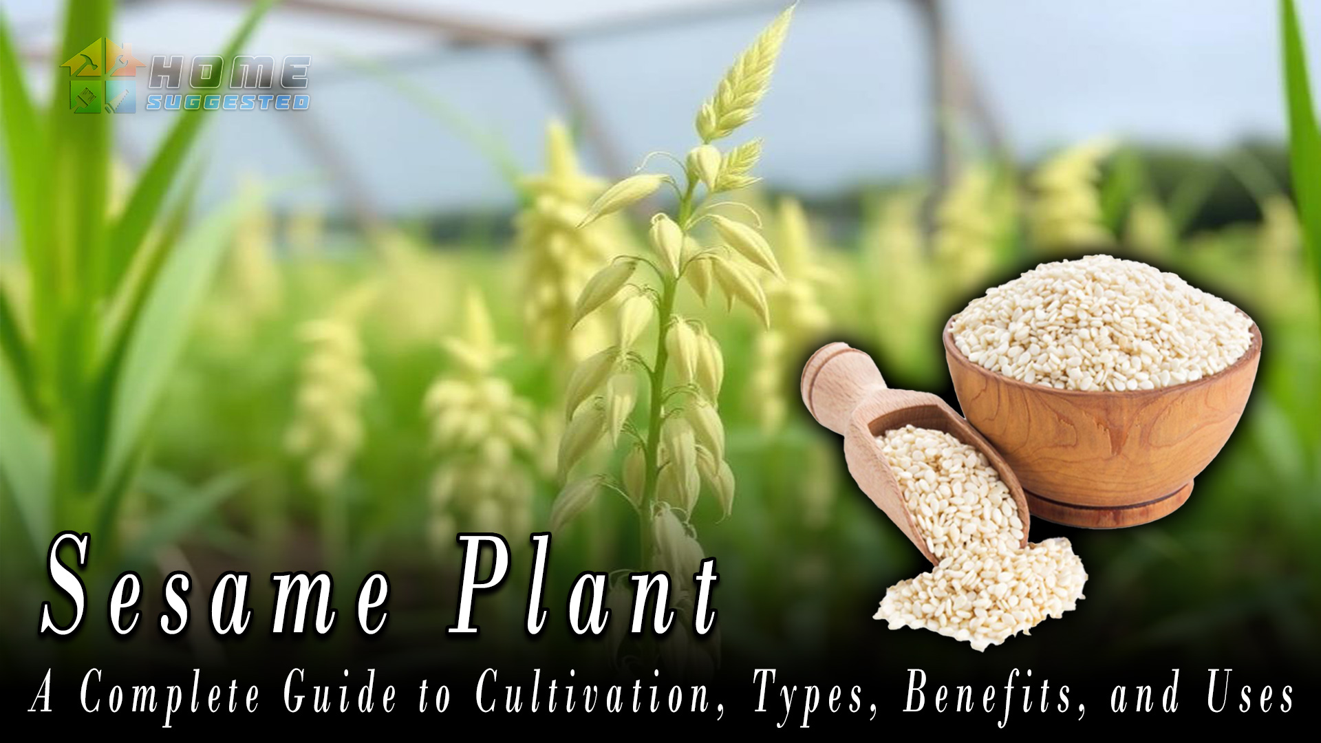 Sesame Plant: A Complete Guide to Cultivation, Types, Benefits, and Uses