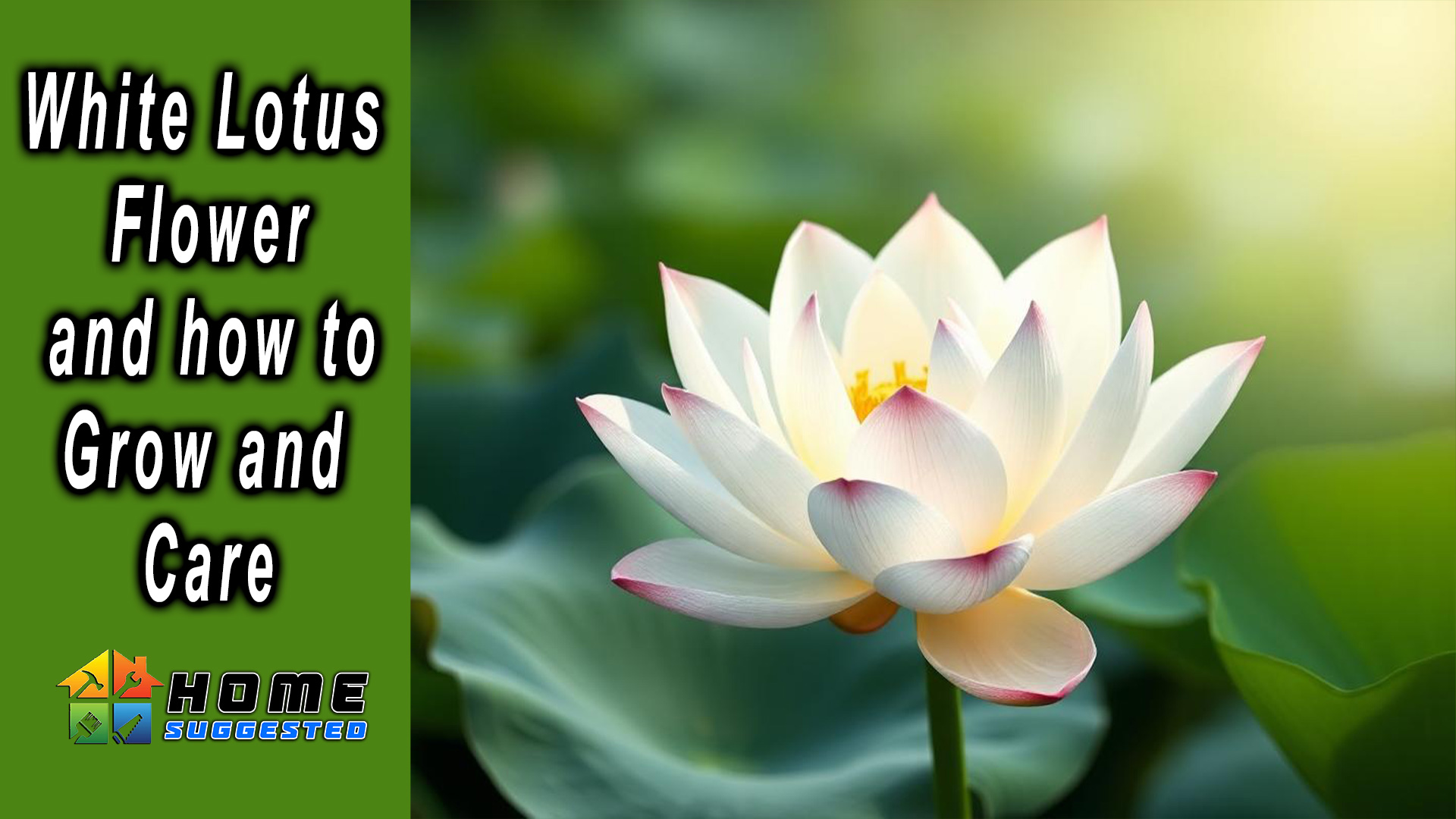 Beauty of White Lotus Flower and how to Grow and Care