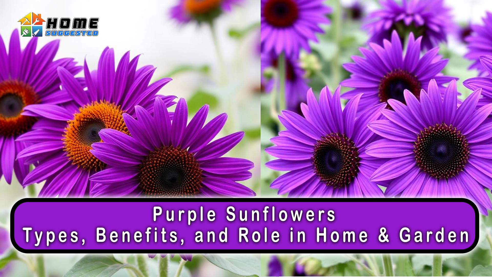 Purple Sunflowers: Types, Benefits, and Role in Home & Garden