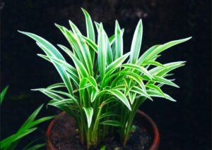 Read more about the article Ultimate Guide to Growing Dragon Tree (Dracaena Marginata): Care Tips for Beginners