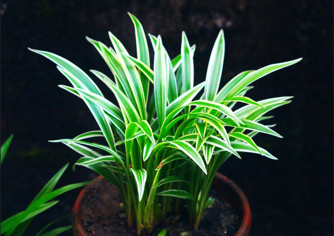 Ultimate Guide to Growing Dragon Tree (Dracaena Marginata): Care Tips for Beginners